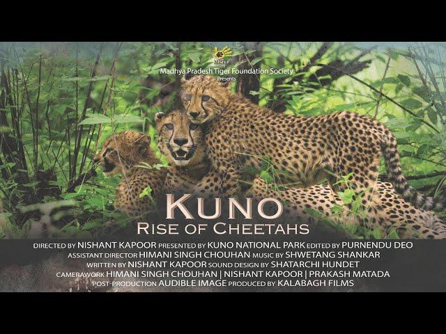 Kuno : Rise of Cheetahs | Official Documentary