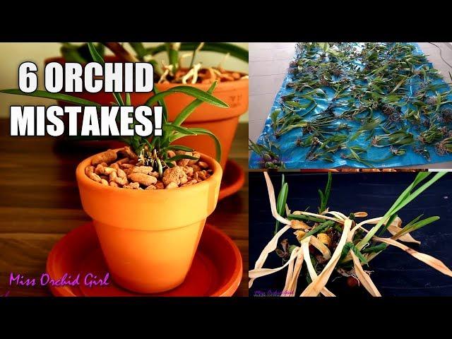 6 Orchid mistakes I wish I never did!