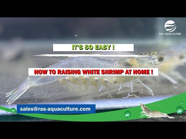 IT'S SO EASY! HOW TO RAISE SHRIMP AT HOME