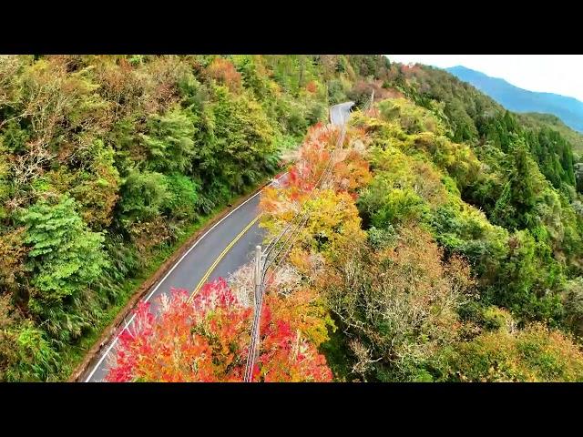 20241214台18阿里山公路89Ｋ傷心山楓紅