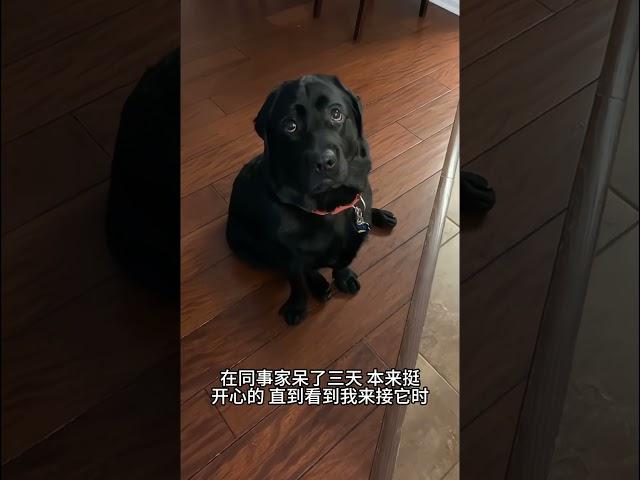 精神抚慰犬 萌宠出道计划 我的萌宠 我家萌宠治愈@DOU+小助手