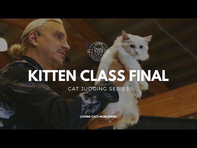 Cat judging: Kitten Class Final from Seattle Cat Extravaganza 2023