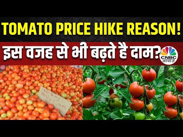 Tomato Price Hike Reason | सिर्फ 3 से 4 दिनों में क्यों आसमान छू गए टमाटर के दाम? | Monsoon Impact