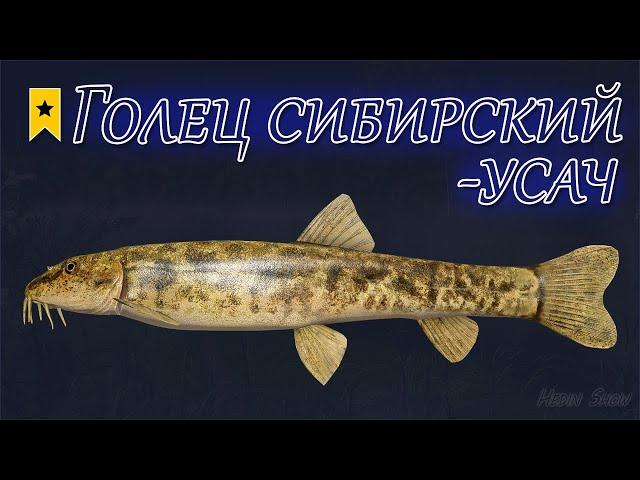 ГОЛЕЦ СИБИРСКИЙ-УСАЧ - Трофей на реке Яма  РР4