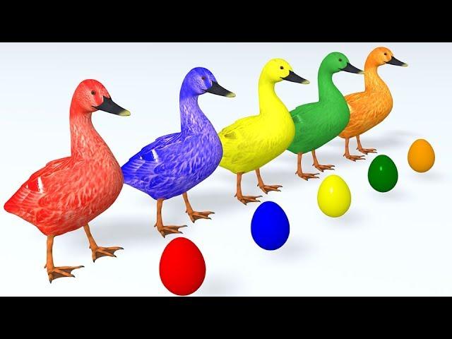 Learn Colors with Animals Cartoon for Children Ducks and Surprise Eggs  Learn Animal Name & Sound