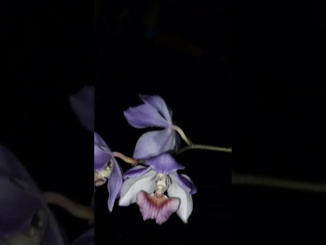 Aganisia cyanea