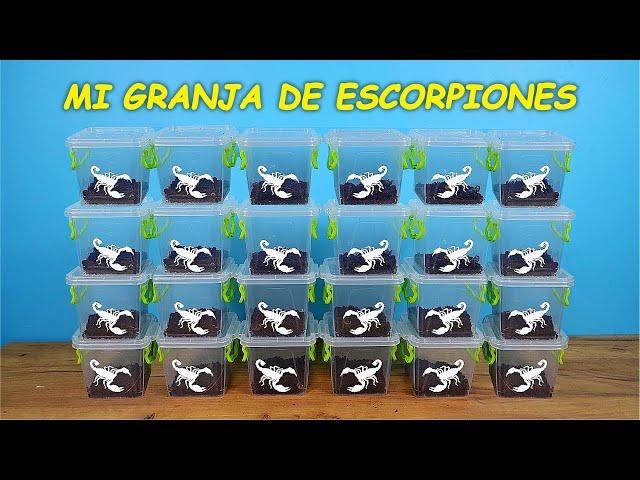 ¡Mi GRANJA DE ESCORPIONES! ¿Por qué tengo tantos escorpiones?