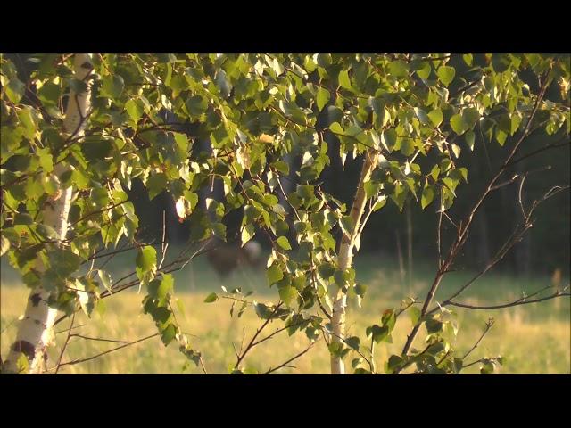 Гон завершается. Косули во время гона. Охота на косулю без выстрела.