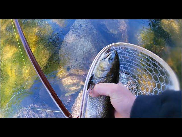 CRUSHING Maine Brook Trout At A Local River | My Best Day Of The Year