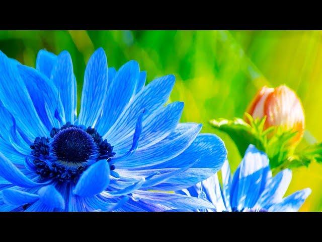 Morning Relaxing Music - Peaceful and Relaxing Piano Music (Julia)