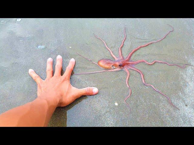 Tìm thấy bạch tuộc trên bãi biển, bạch tuộc mắc cạn (Found an octopus on the seashore)