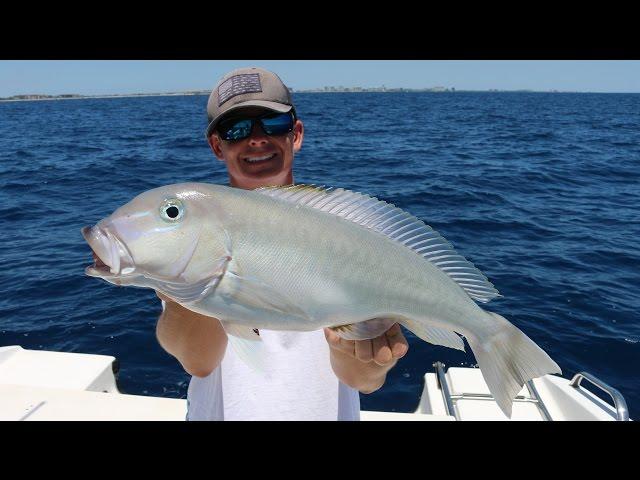 Eating a Fish That Could Poison Me... Catch, Clean and Cook- Blueline (Grey) Tilefish