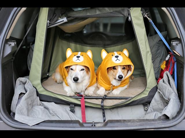 corgi wears corgi clothes