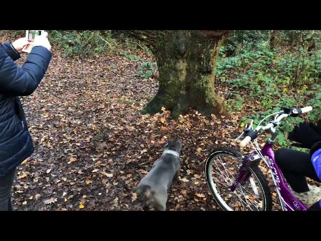 Blue Staffordshire Bull Terrier is trying to jump on tree