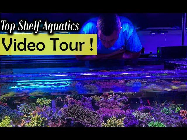 Top Shelf Aquatics 2023 Video Tour