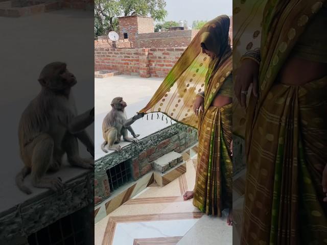 Itni kirpa sanware banaye rakhna #shree_krishna_ringtone #monkeyvideosforkids #monkey