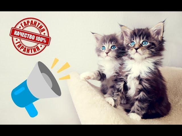 Meowing cats and kittens | SOUNDS FOR CATS | IT WORKS AT 100%! (SURROUND SOUND)