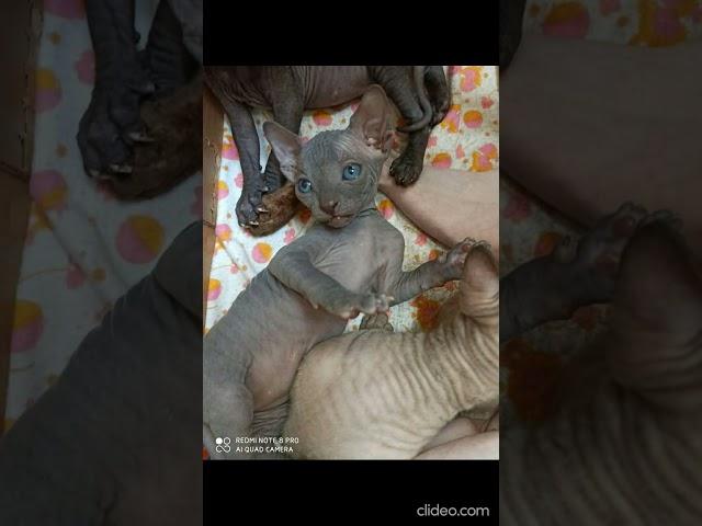 Каким был сфинкс Моня, когда родился