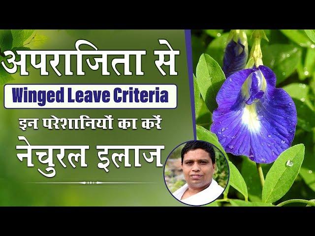 अपराजिता (Winged Leave Criteria) से इन परेशानियों का करें नेचुरल इलाज | Acharya Balkrishna