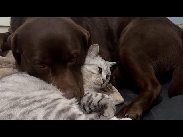 Giant Labrador Hugs Tiny Kitten in Warm Embrace!