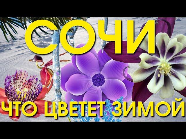 Сочи зимой, погода Сочи, Погода Лазаревское, Лазаревское сегодня, погода в Сочи зимой