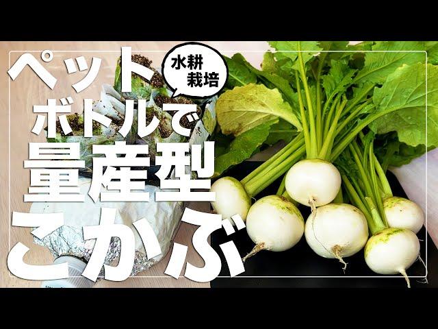 【チート級の生産性】こかぶをペットボトル水耕栽培で大量生産する方法｜種まきから収穫まで｜春・秋・冬の種まき対応