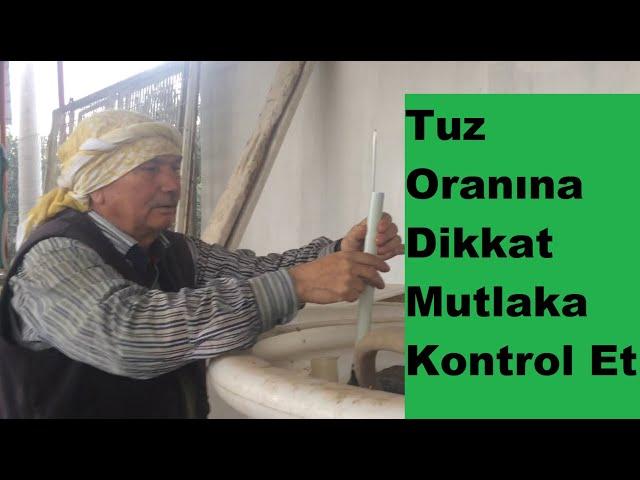 Zeytin Suyu Devirdaimi Nasıl Yapılır ve Tuz Oranı Ne kadar Olmalıdır.