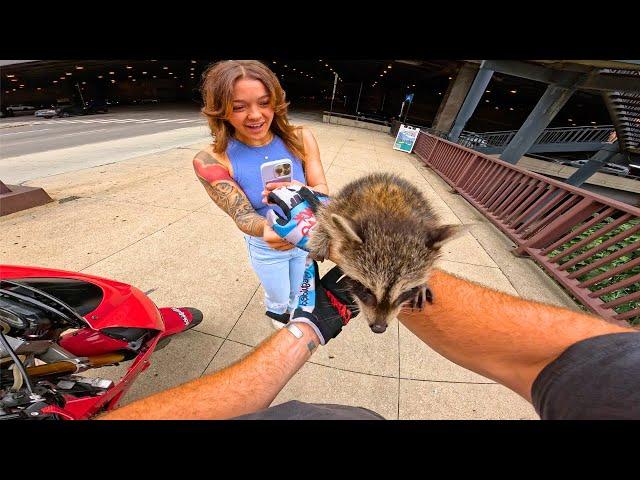 Riding With My RACCOON In DOWNTOWN Chicago!