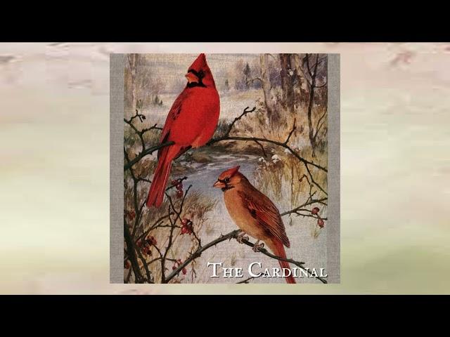 Shire Oak - The Cardinal (2023)