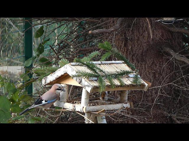 Heimische Vögel im Spätherbst am Haus beobachtet