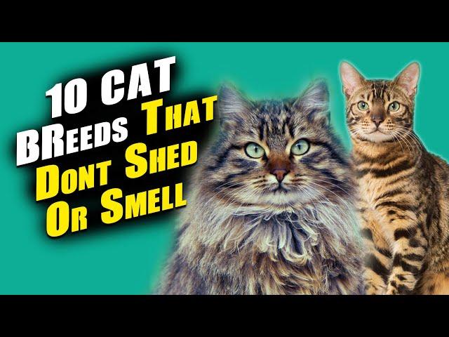 10 Cat Breeds That Dont Shed Or Smell