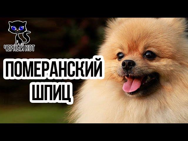  Померанский шпиц  -  самая мимишная  порода собак, которую обожают дети