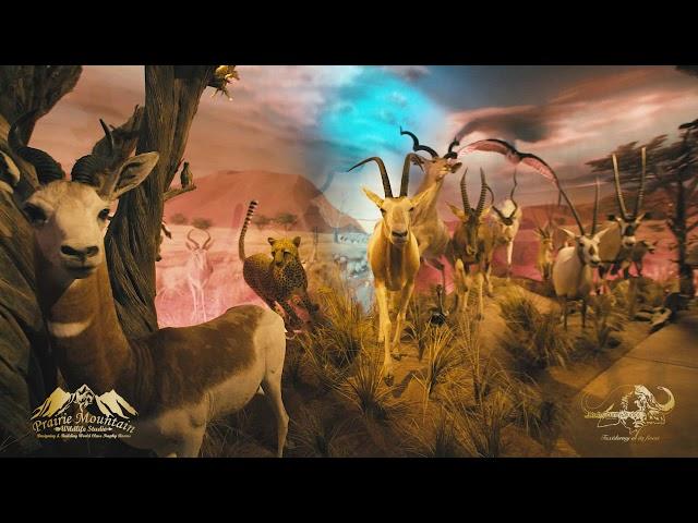 Prairie Mountain Wildlife Studios | Trade Show Video