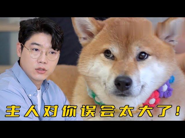 柴犬把女主咬成三瓣嘴，還霸佔了她丈夫，訓犬師卻說從自身找找原因