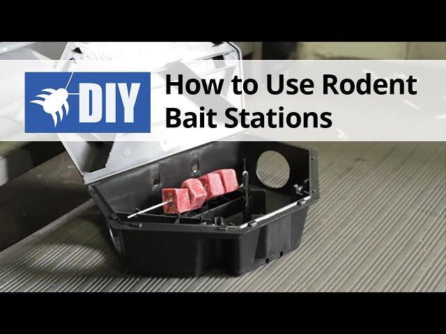 How to Use Rodent Bait Stations