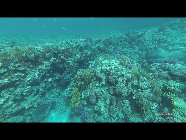 Domina Coral Bay 2017 риф отеля - белая мурена