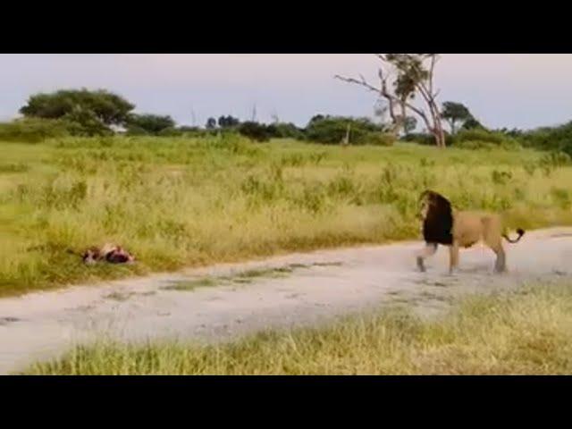 Super Black Mane Male Lion chased away Young Male Lions & Hyenas over Kill | Okavango Delta