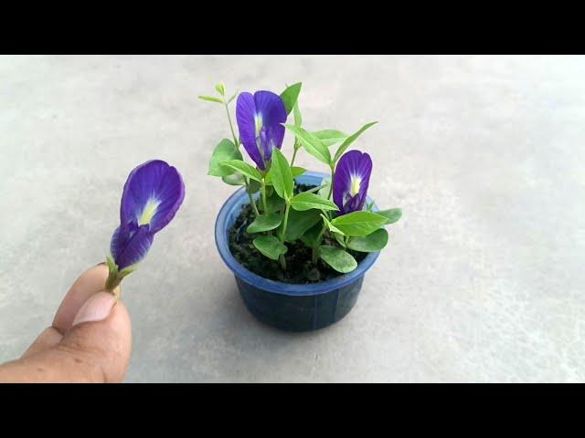 How to grow blue pea plant (aparajita) / clitoria ternatea / butterfly pea plant from seeds