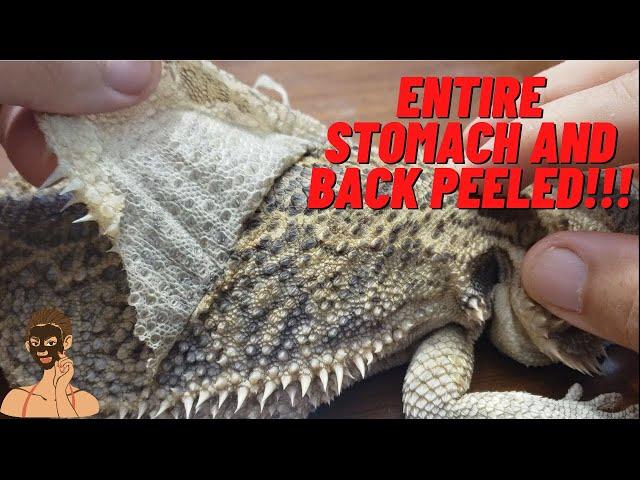 ULTIMATE FULL SHED BEARDED DRAGON PEELING EXTRA CRUNCHY 4K NOSE BOOGERS TWISTING TAIL CLEAN BELLY