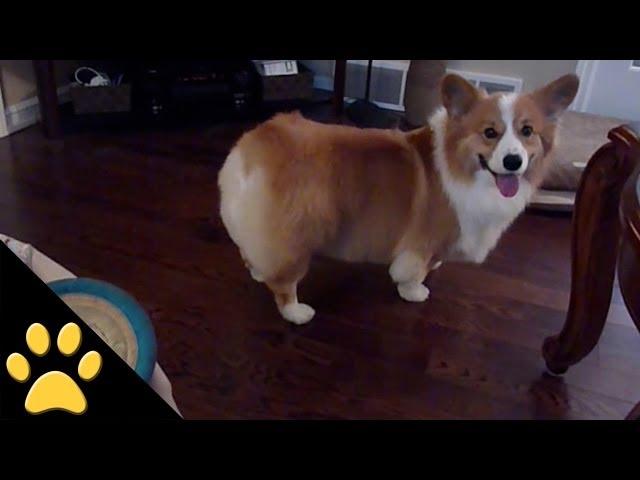 Corgis Are Awesome: Compilation