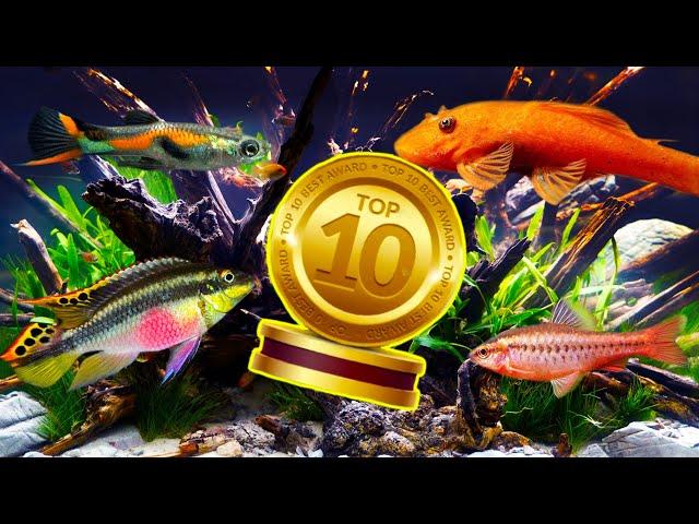 The Top 10 BEST Beginner Fish in The WORLD!