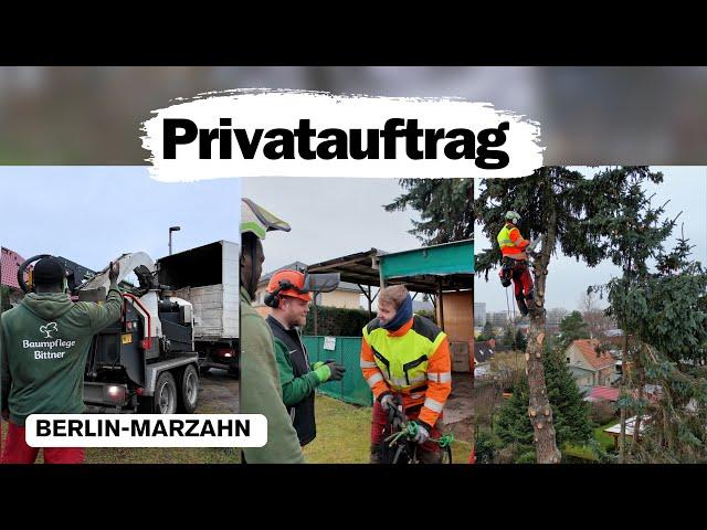 Baumpflege Bittner: Spektakuläre Fällung in Marzahn!