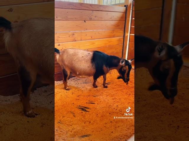 Tilly is in LABOR! (Full video will be up tomorrow) #goatsoftiktok #pregnantgoat #pregnancyupdate