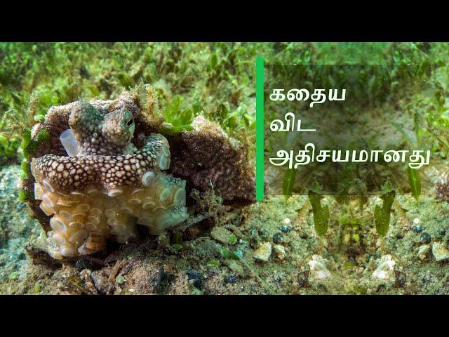 கதைய விட அதிசயமானது: தி ஆக்டோபஸ்