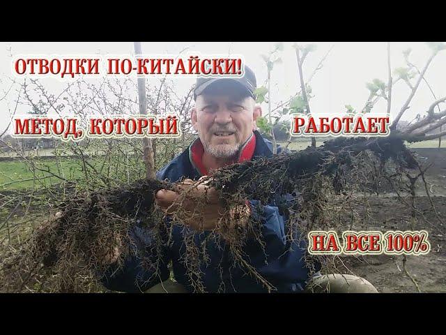 Отводки по Китайски! Метод, Который Работает на ВСЕ 100%!