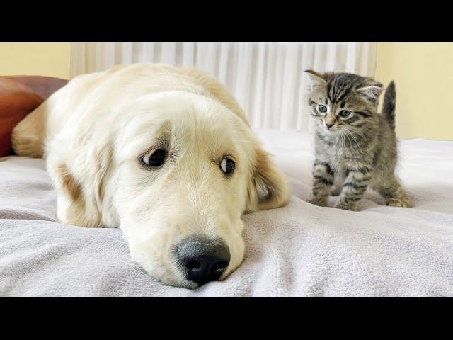 Golden Retriever Tries to Make Friends with Tiny Kitten!