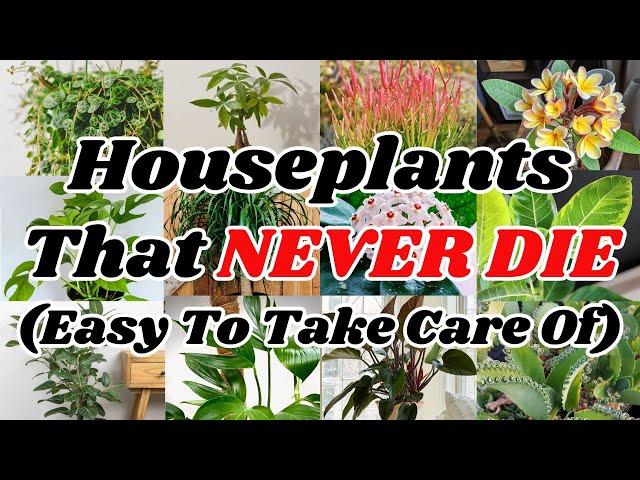 Top 20 EASIEST Plants To Look After (THESE NEVER DIE)