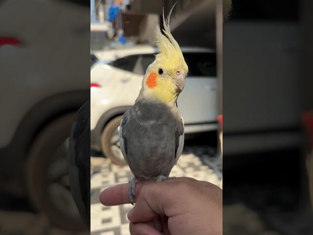 Master Cage me birds ke daane refill liye | Daily Pet Vlogs #parrot #cockatiel