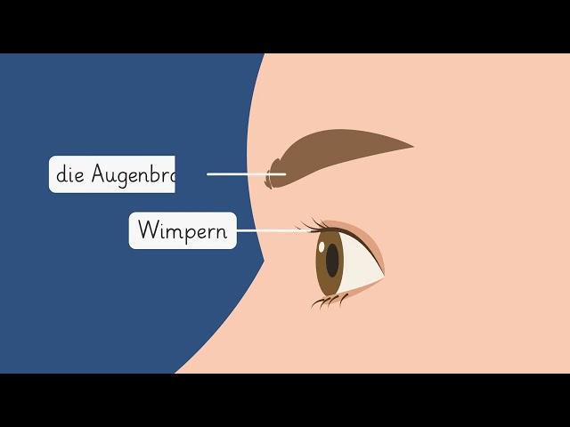 Die Augen einfach erklärt | sofatutor