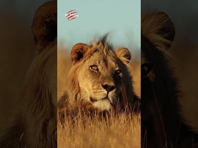 یال شیرها - تفاوتی که زندگی شیرها رو عوض می‌کنه! ️ #حیات_وحش